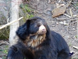 Tiergarten Schönbrunn am 05.03.2026
